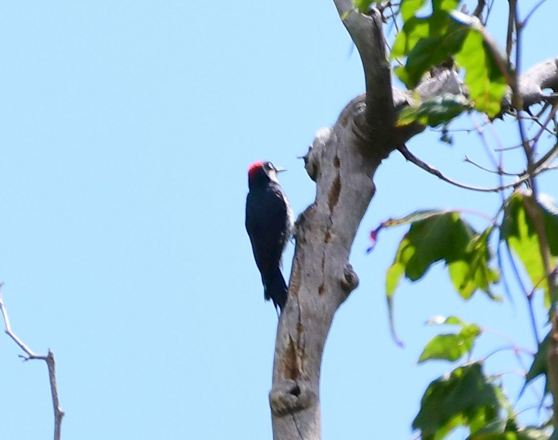 Acorn Woodpecker - ML71656971