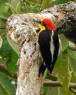 Yellow-fronted Woodpecker - ML71658461