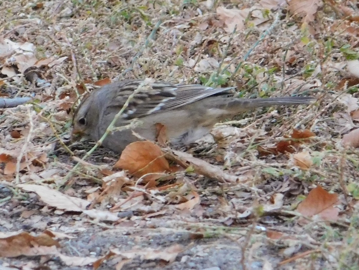 White-crowned Sparrow - ML71658631