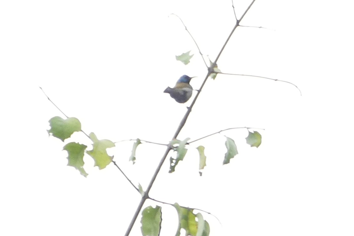 Green-headed Sunbird (Blue-headed) - Peter Kaestner