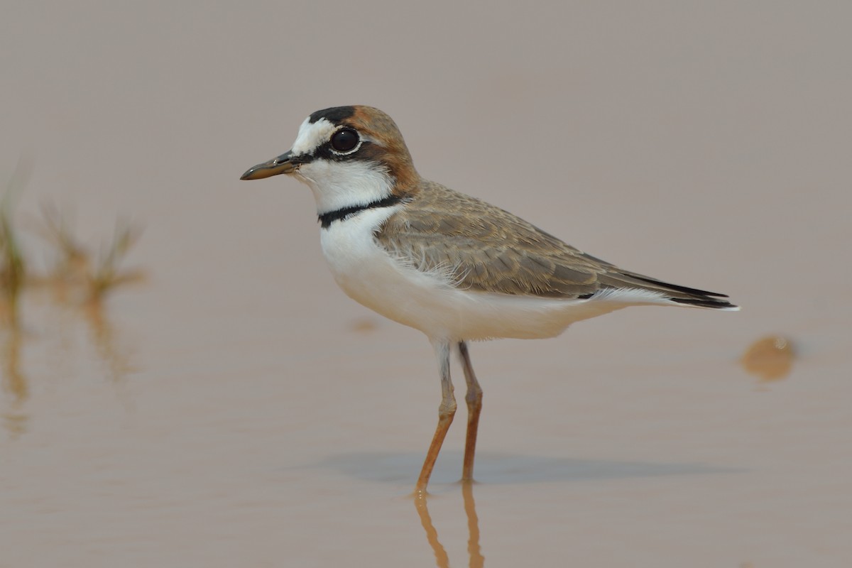 Collared Plover - ML71660381