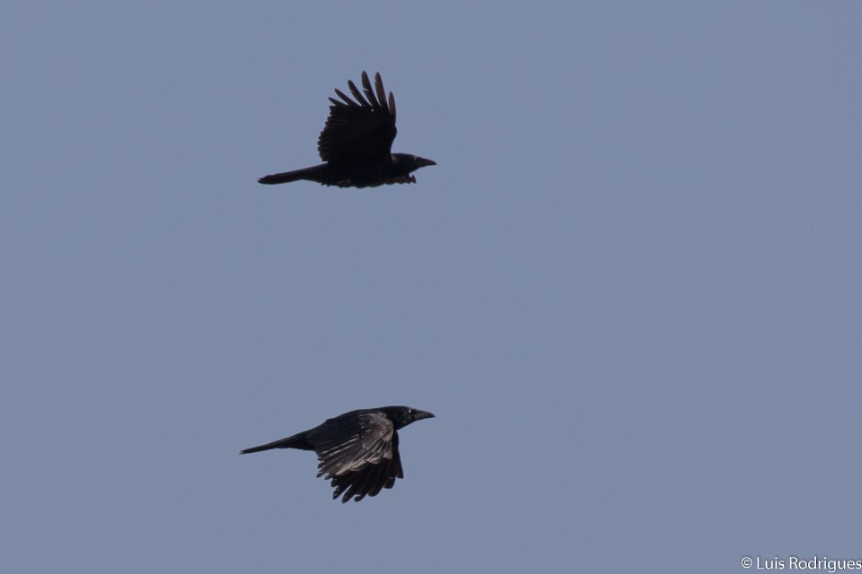 Carrion Crow - Luis Rodrigues