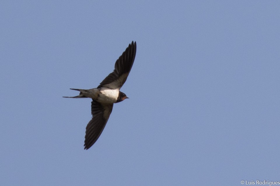 Barn Swallow - Luis Rodrigues