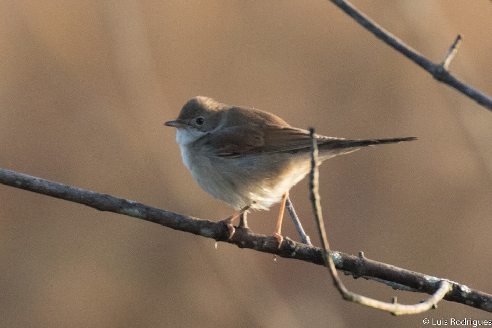 Greater Whitethroat - Luis Rodrigues