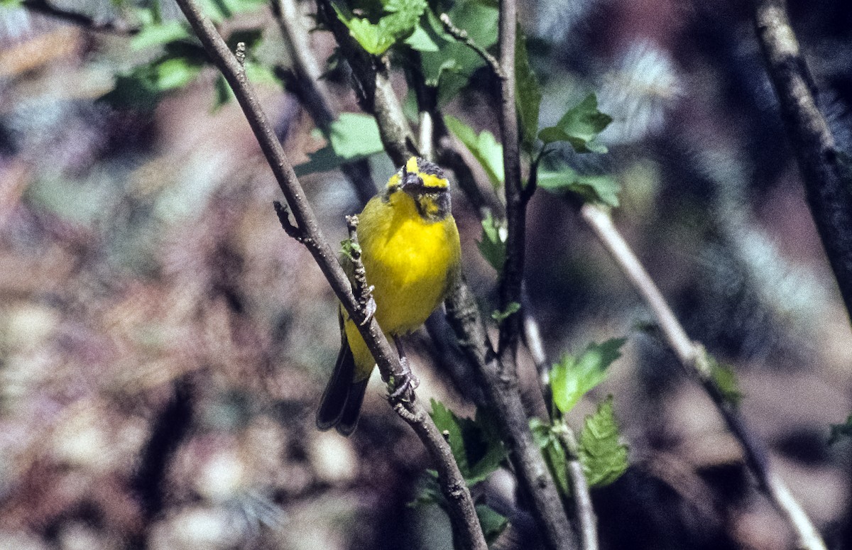 Yellow Canary - Josep del Hoyo