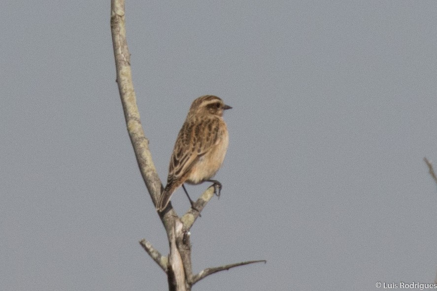 Whinchat - ML71660981