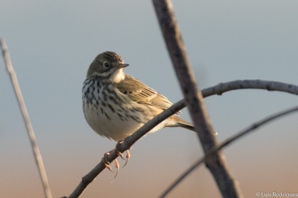 Meadow Pipit - ML71661051