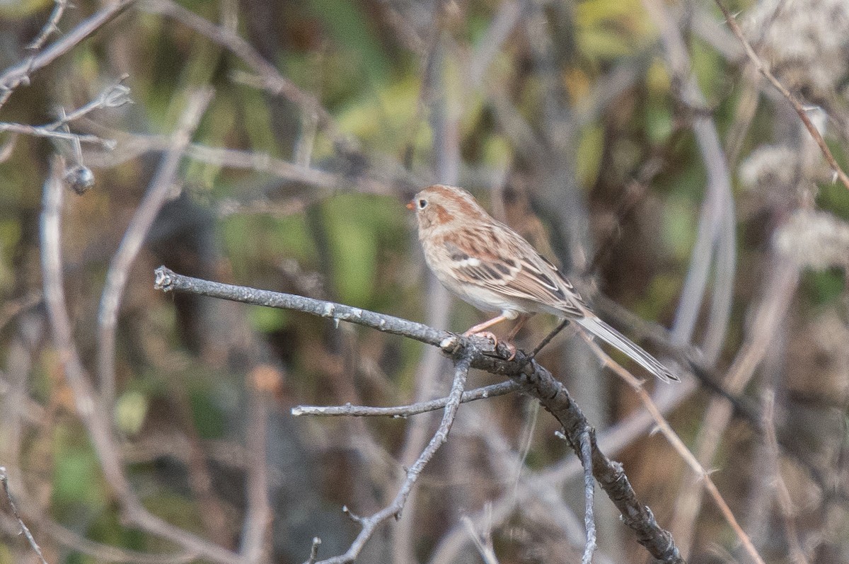 Field Sparrow - Kevin Couture