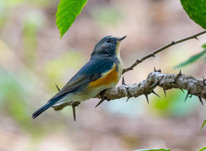 Red-flanked Bluetail - ML71661991