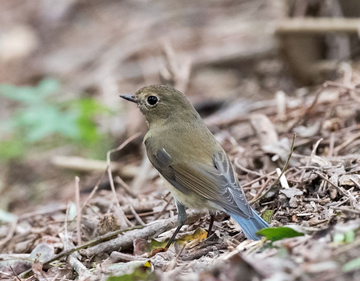 Red-flanked Bluetail - ML71662011