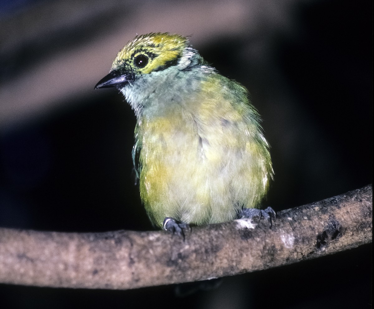 Silver-throated Tanager - Josep del Hoyo