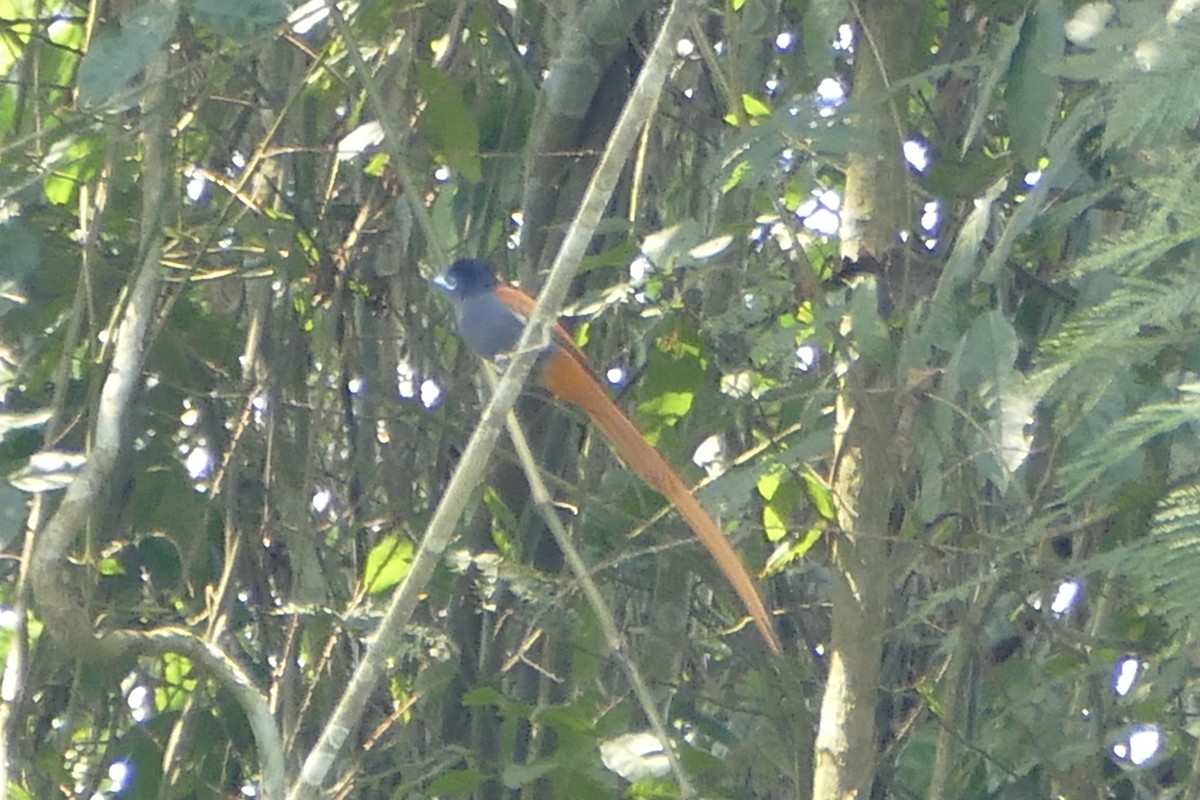 Rufous-vented Paradise-Flycatcher - ML71662911