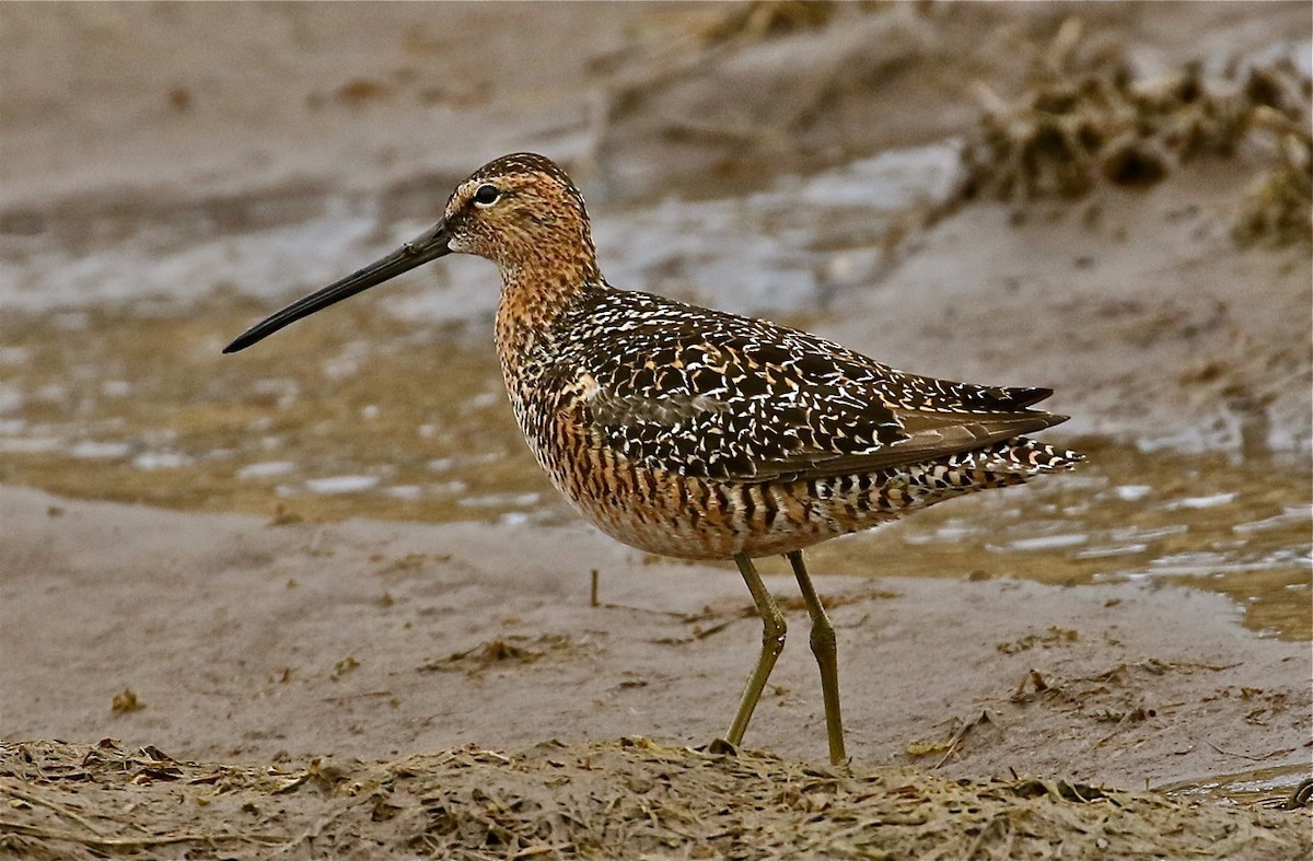 Long-billed Dowitcher - ML71665031