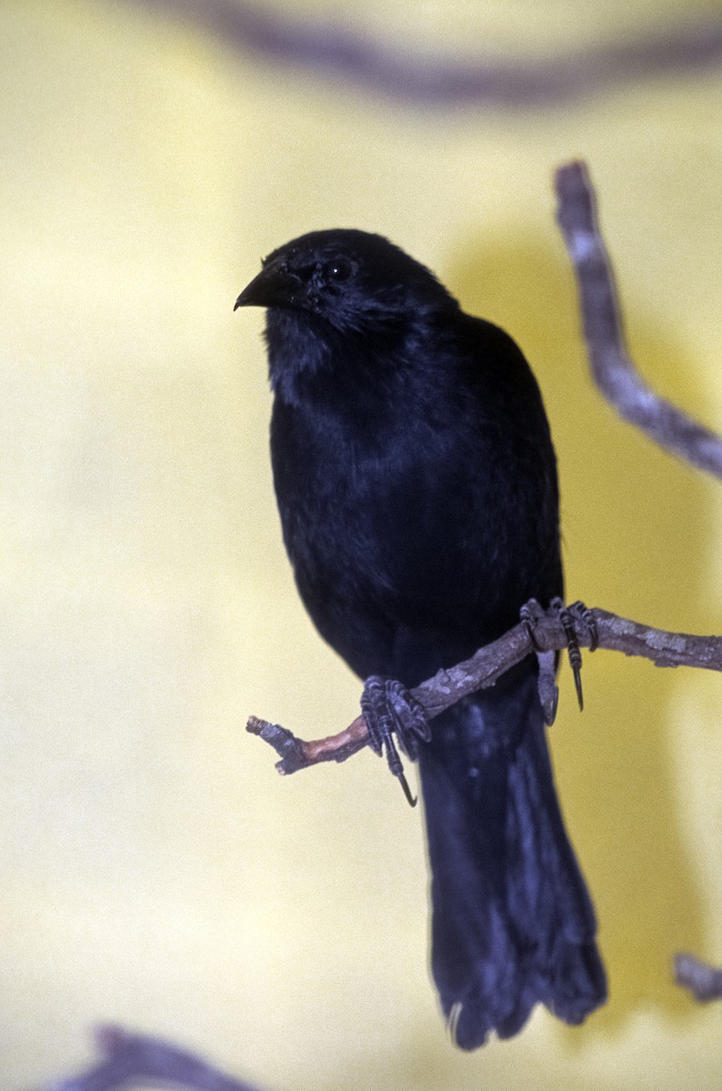 Chopi Blackbird - Josep del Hoyo