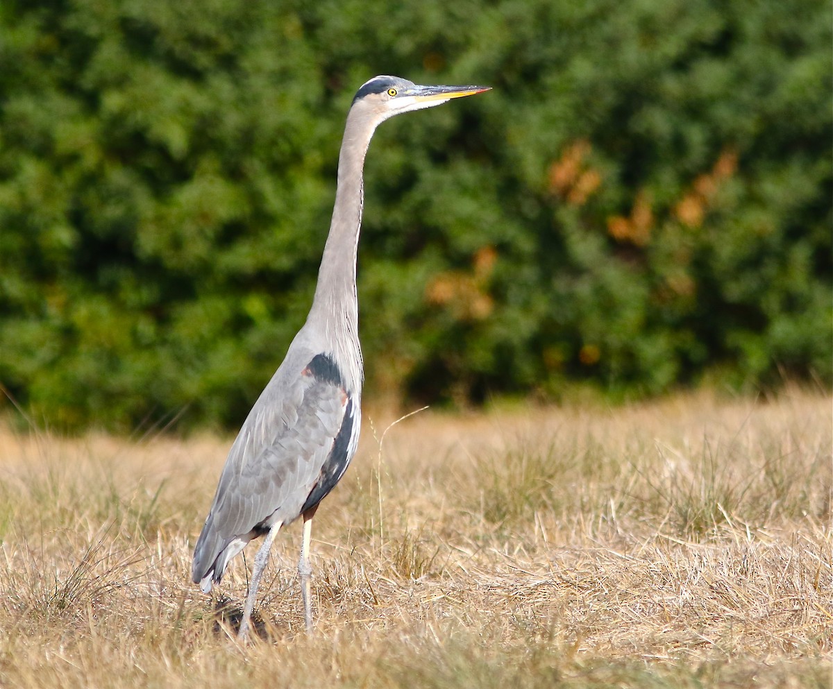 Great Blue Heron (Great Blue) - Don Roberson