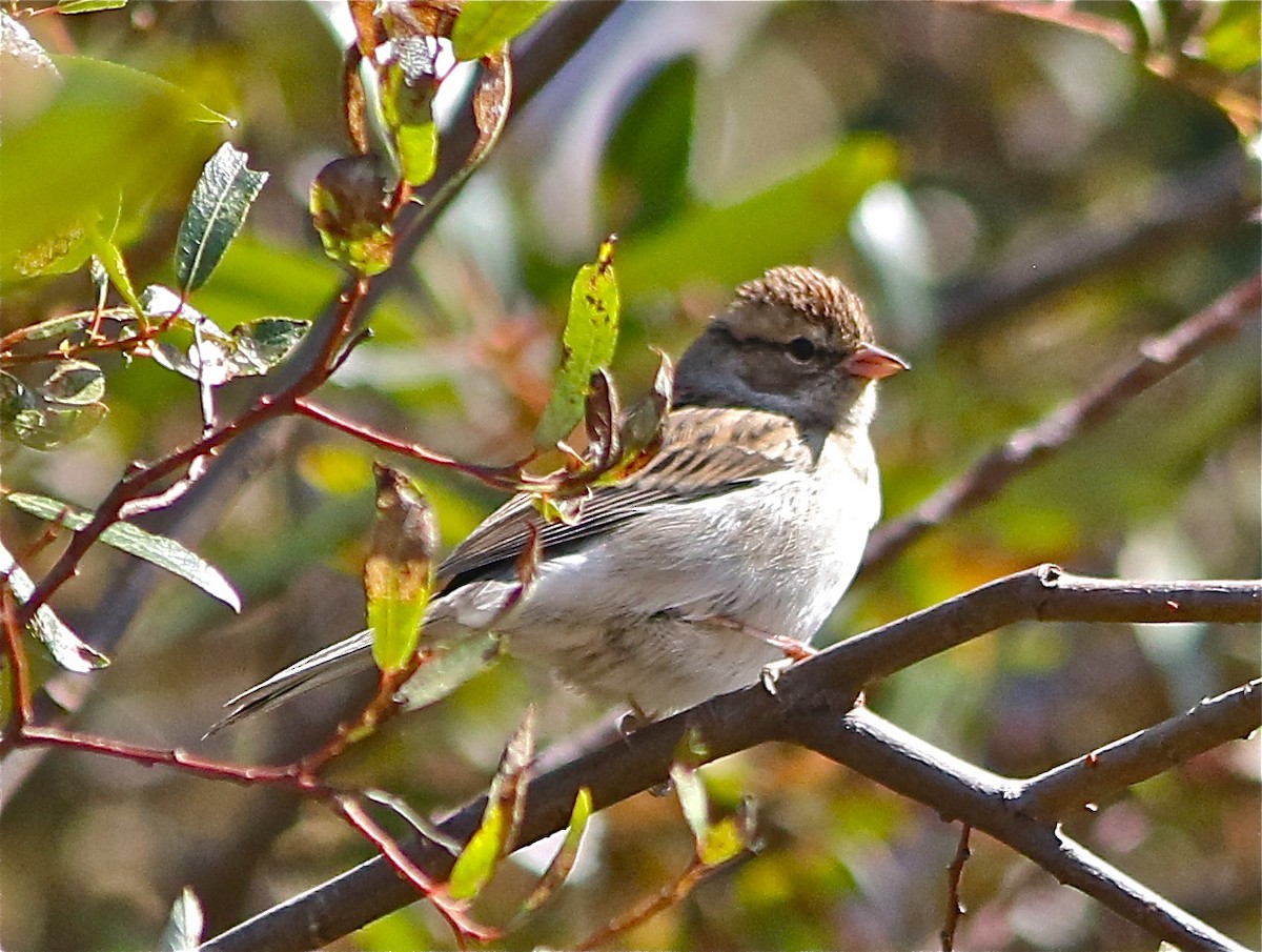 Chipping Sparrow - ML71667681