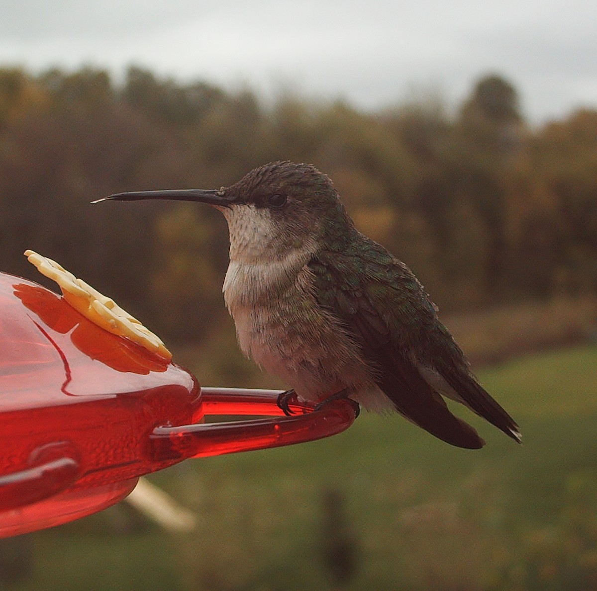 Ruby-throated Hummingbird - ML71667851
