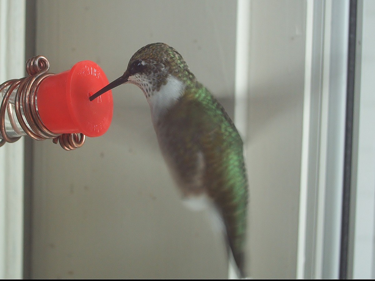 Ruby-throated Hummingbird - ML71667861
