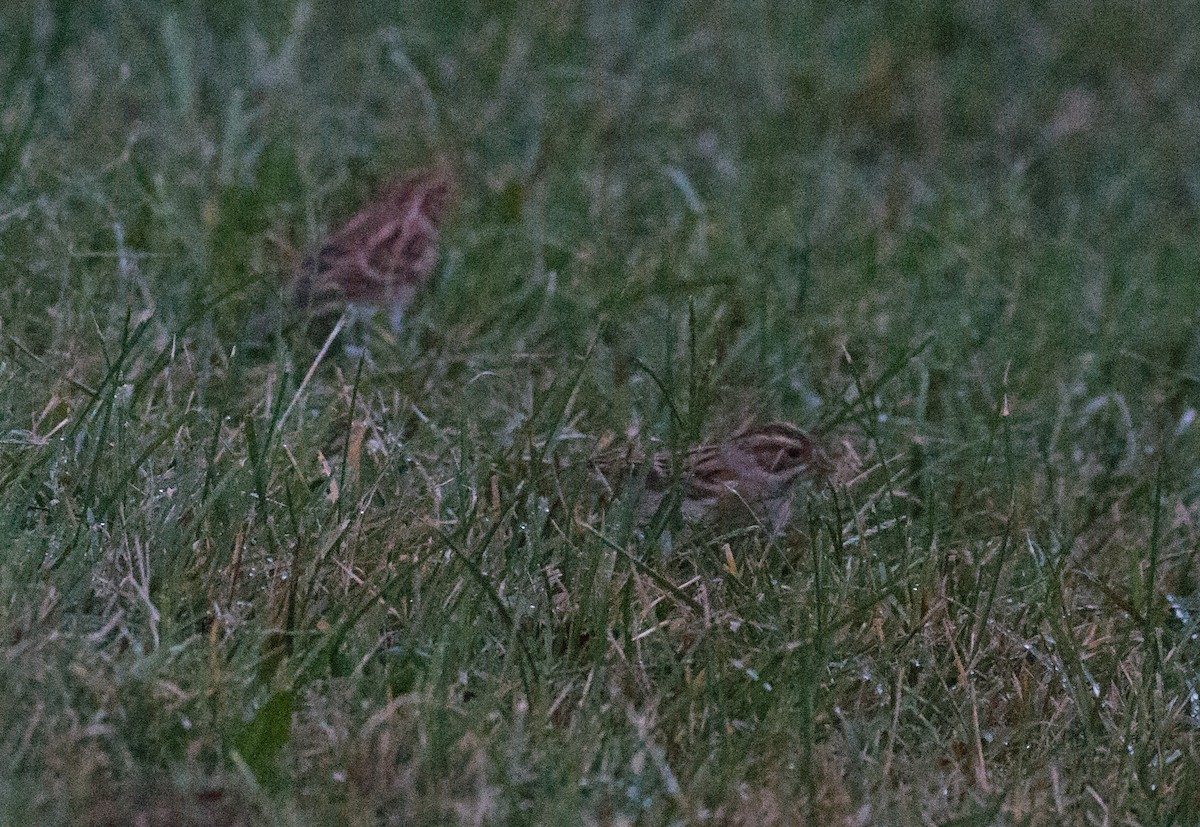 Clay-colored Sparrow - Simon Best