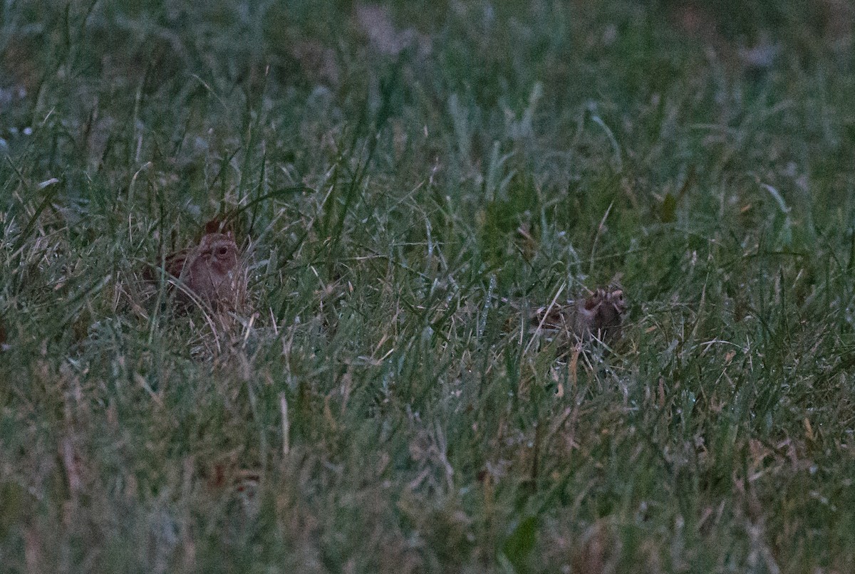 Clay-colored Sparrow - ML71668371