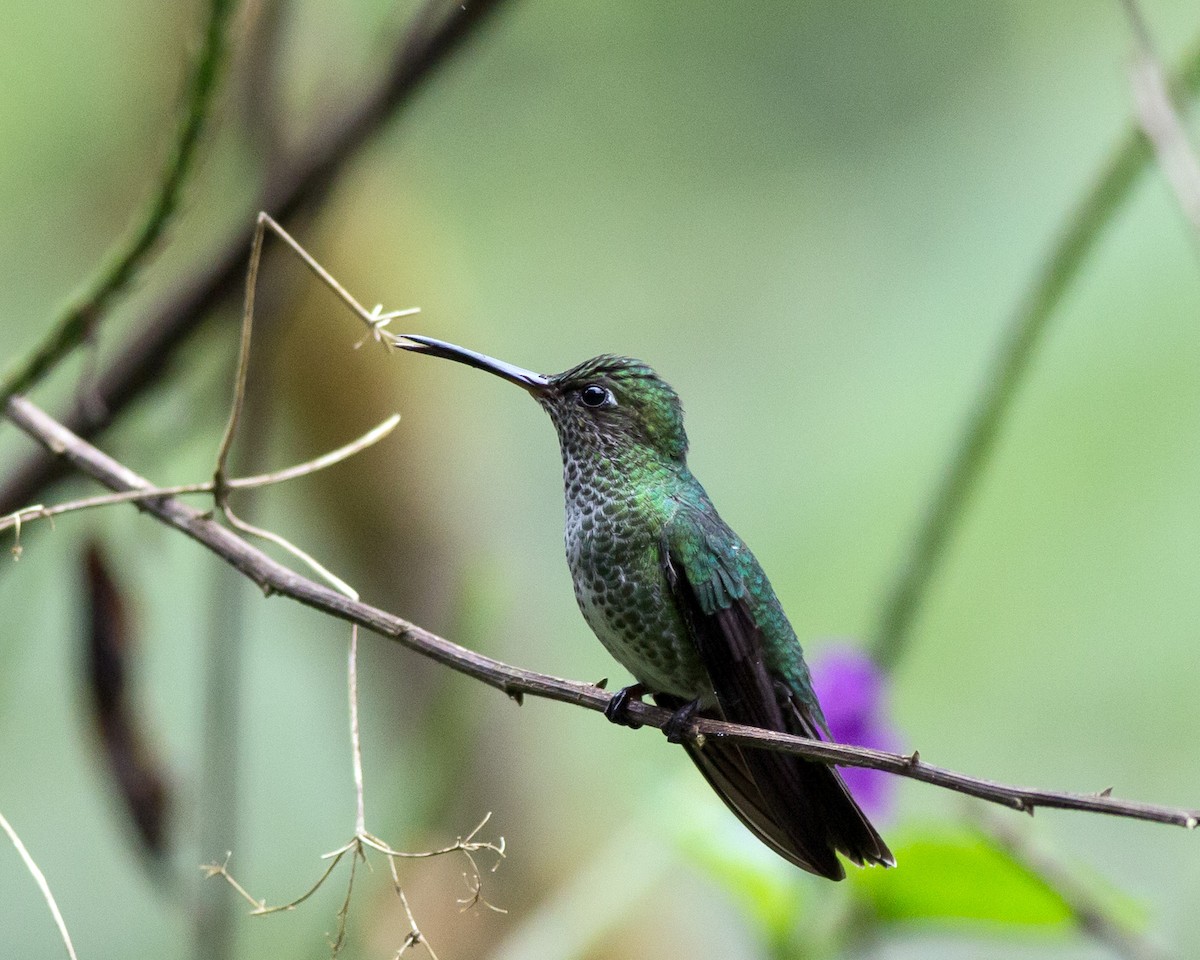 Many-spotted Hummingbird - ML71669381