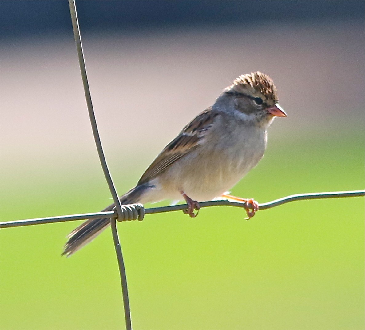 Chipping Sparrow - ML71669691