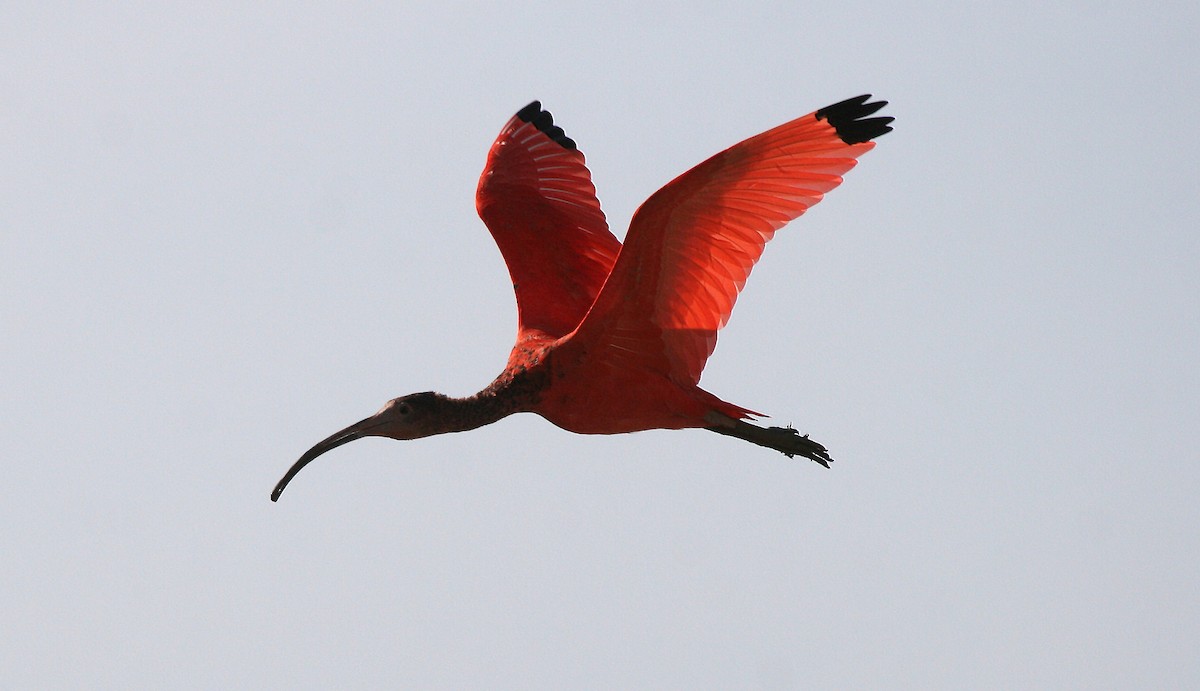 ibis rudý - ML716698