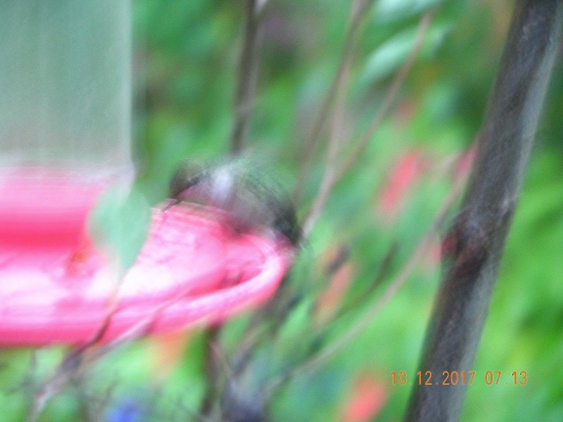 Ruby-throated Hummingbird - ML71670541
