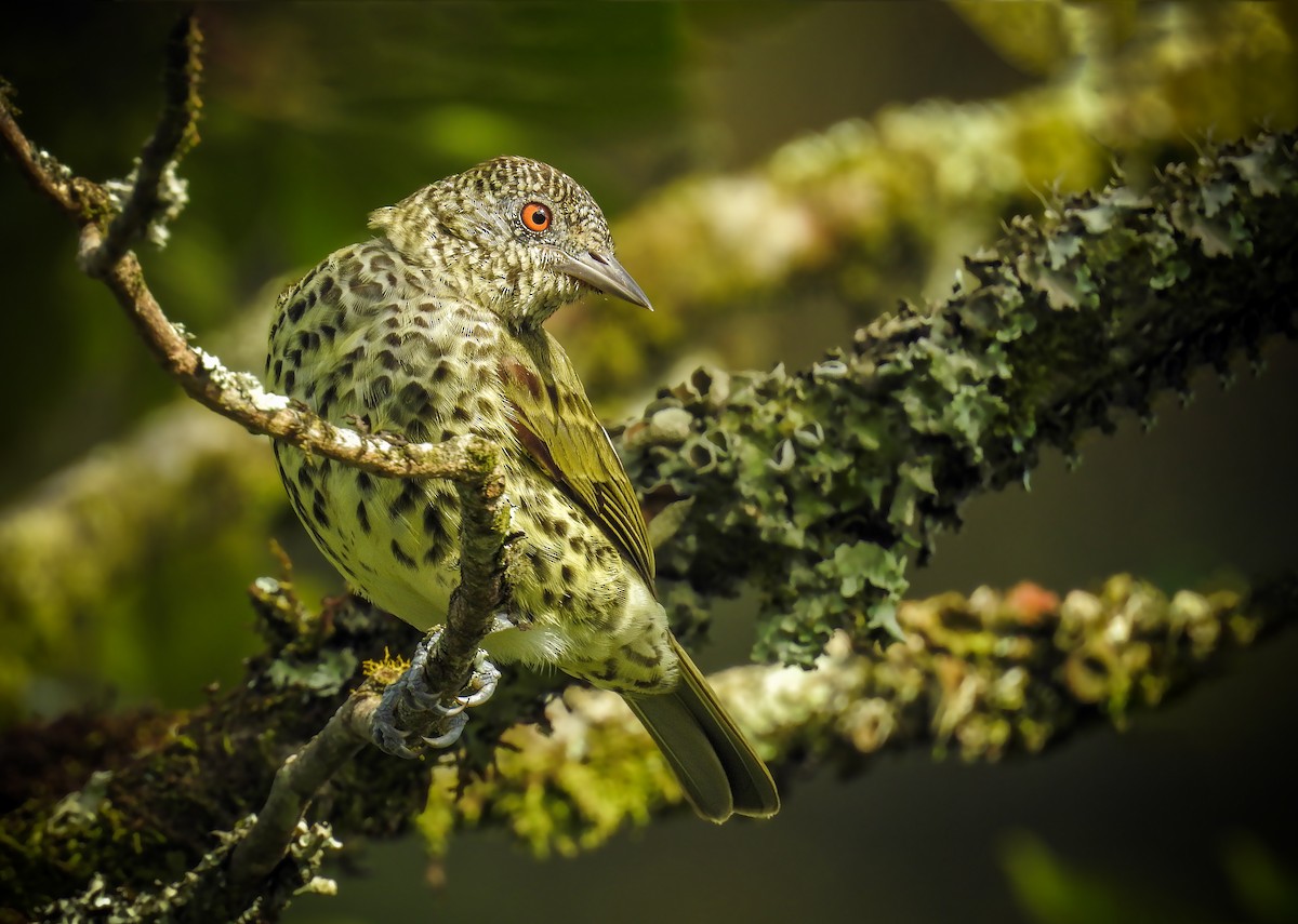 Sharpbill - Aisse Gaertner