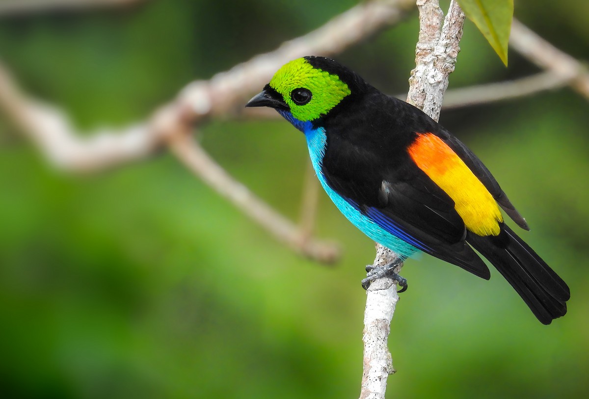Paradise Tanager - ML716724