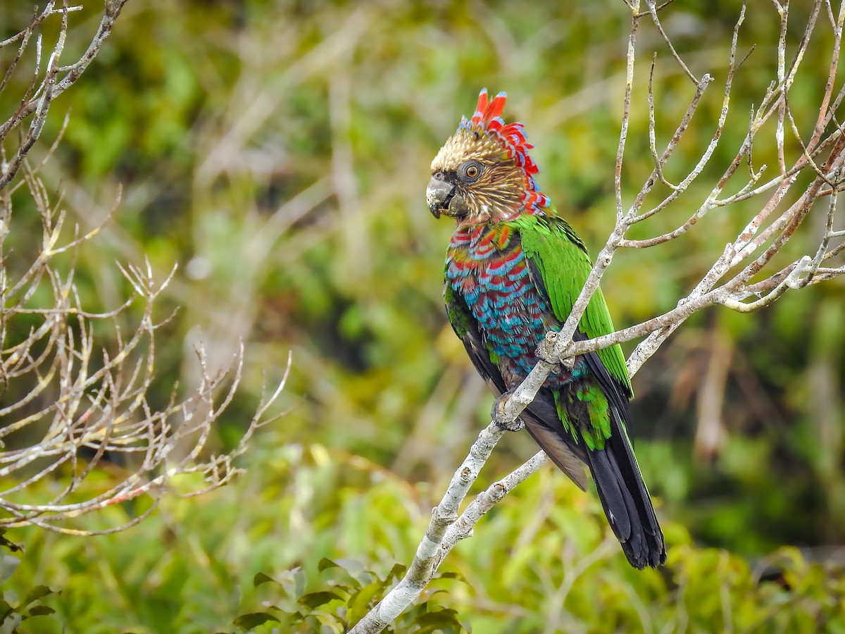 ML716725 - Red-fan Parrot - Macaulay Library