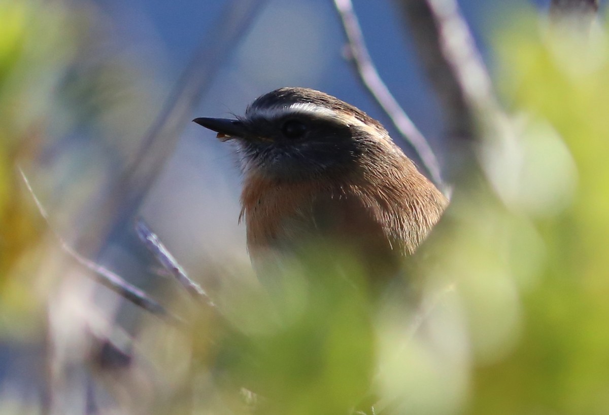 Rufous-breasted Chat-Tyrant - ML71672881