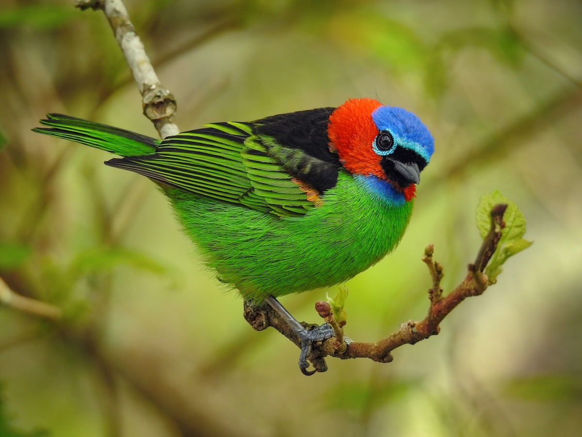 Red-necked Tanager - ML716729