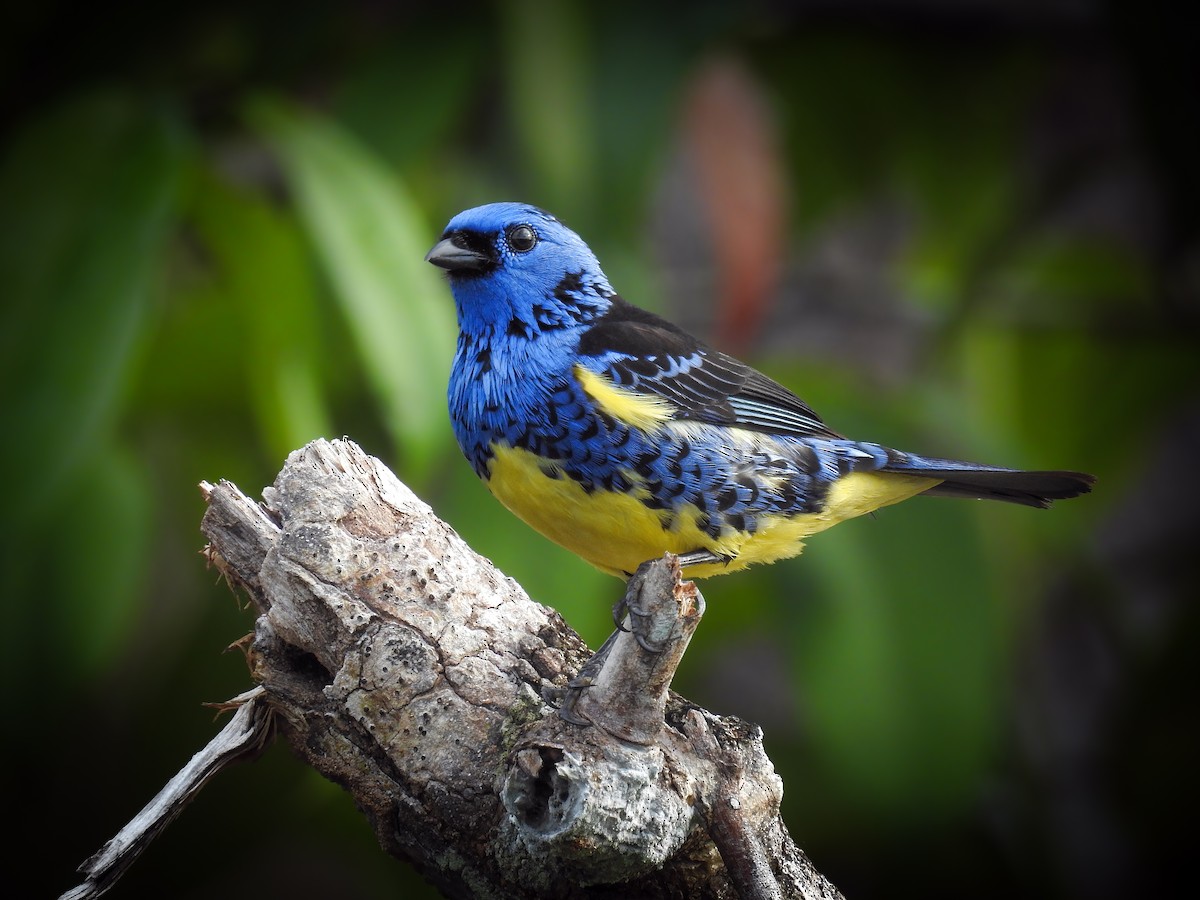 Turquoise Tanager - Aisse Gaertner