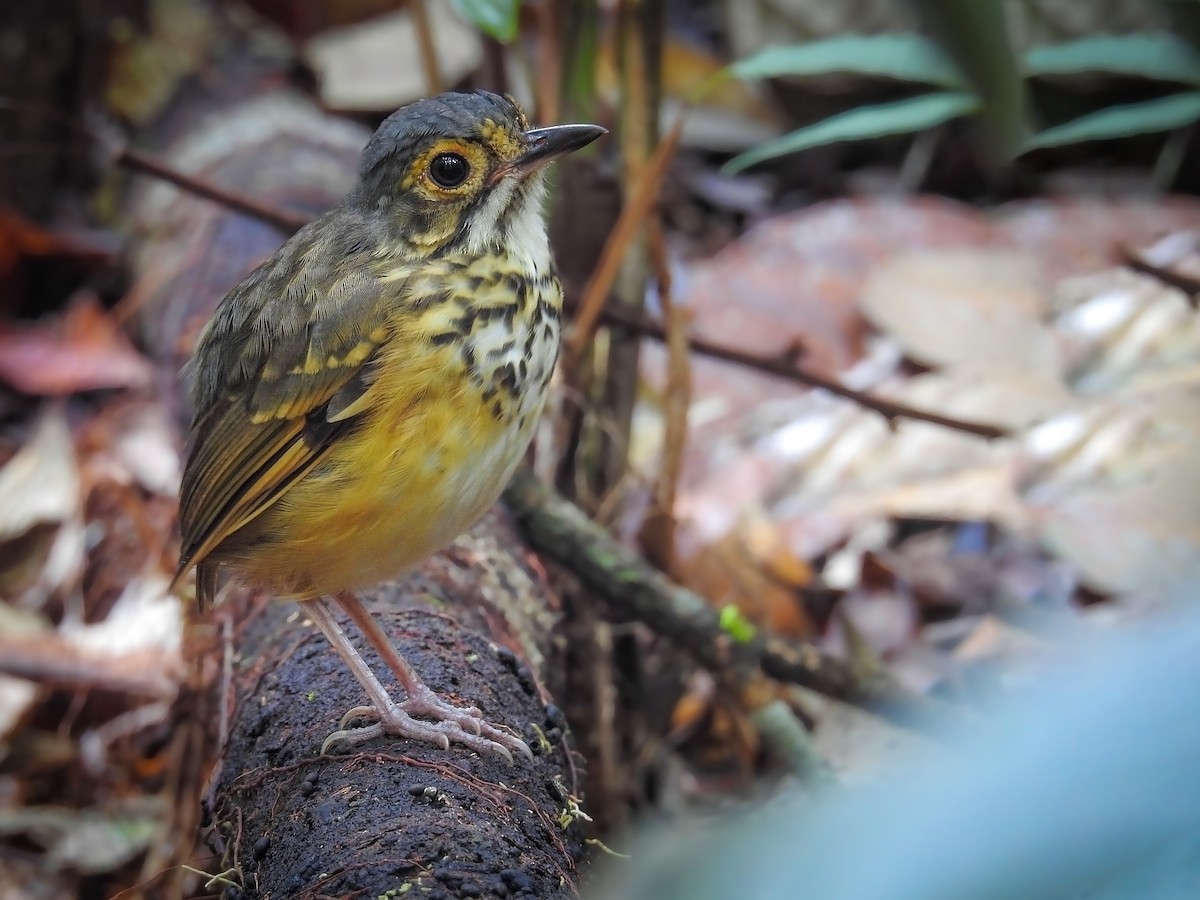 Spotted Antpitta - ML716731