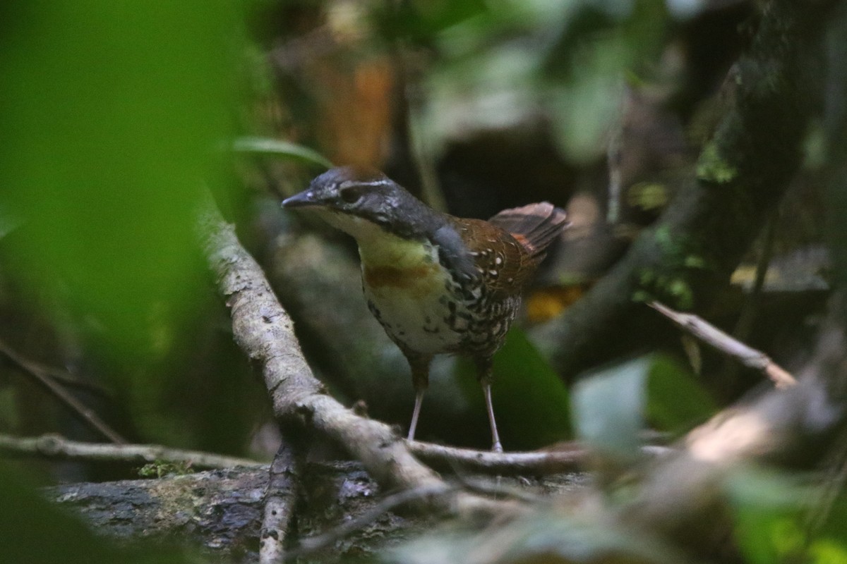 Rusty-belted Tapaculo - ML71673151