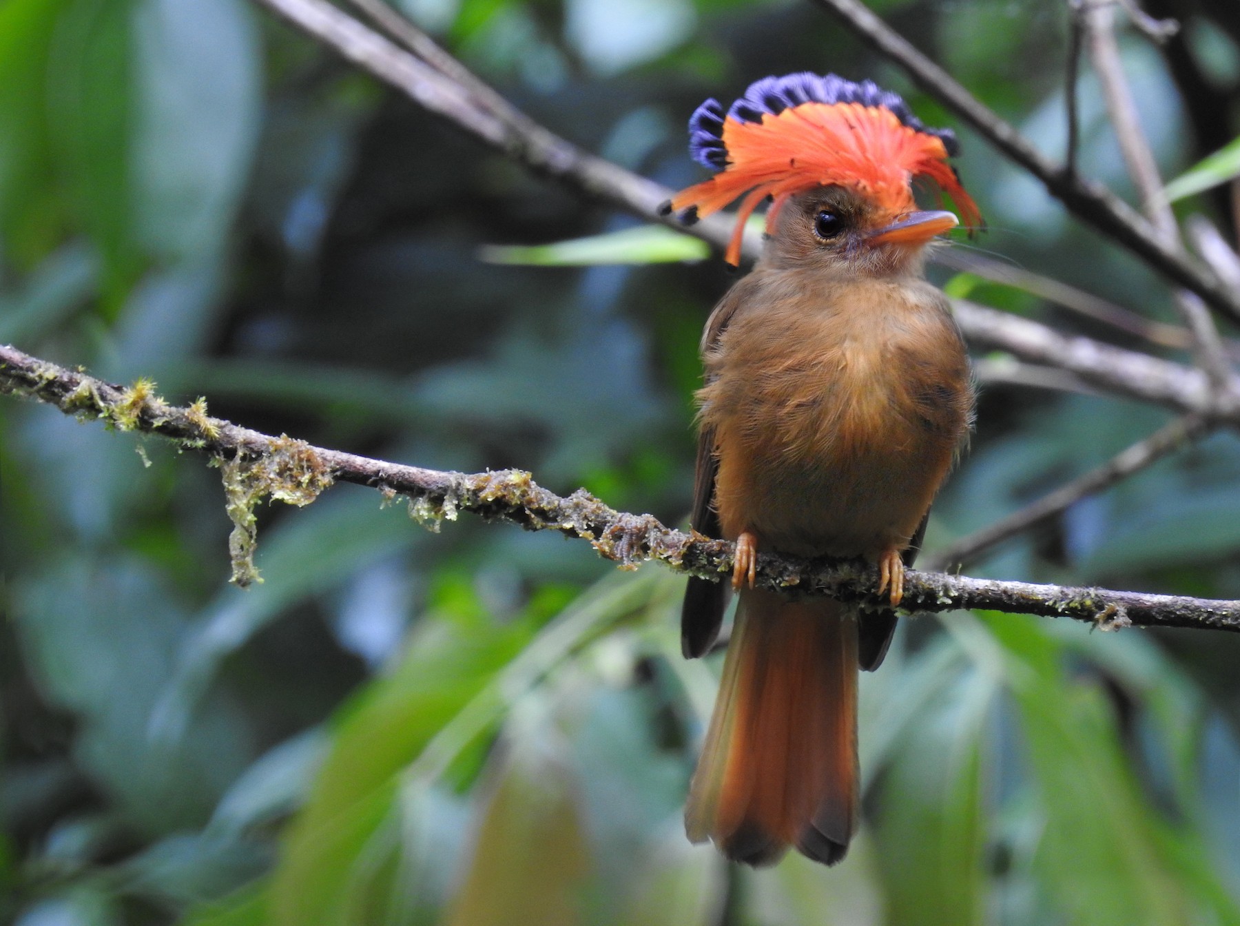 Royal Flycatcher (Swainson's) - eBird