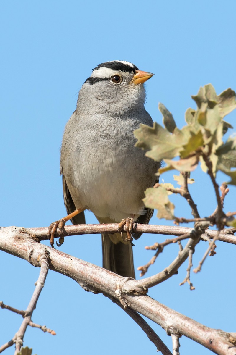 White-crowned Sparrow (Gambel's) - Patricia Clark