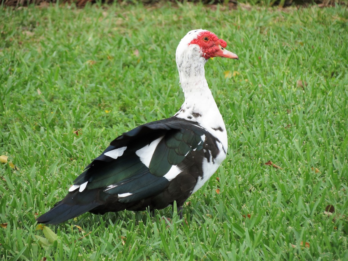 Muscovy Duck (Domestic type) - ML71674081