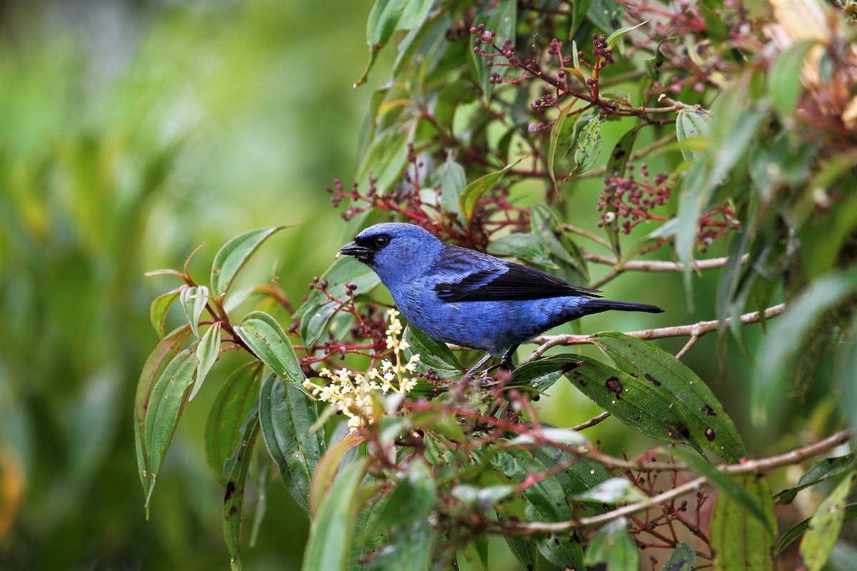 Blue-and-black Tanager (Blue-and-black) - ML716743