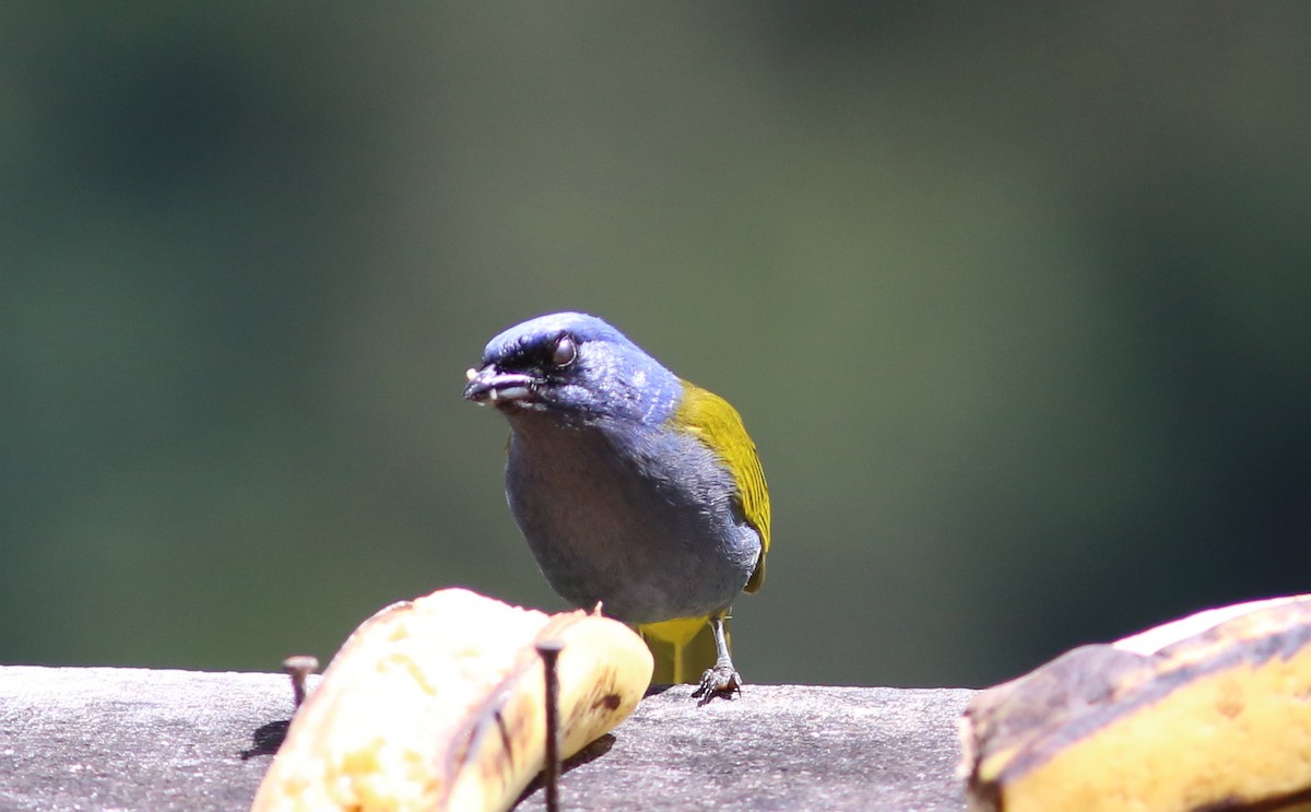 Blue-capped Tanager - ML71675831