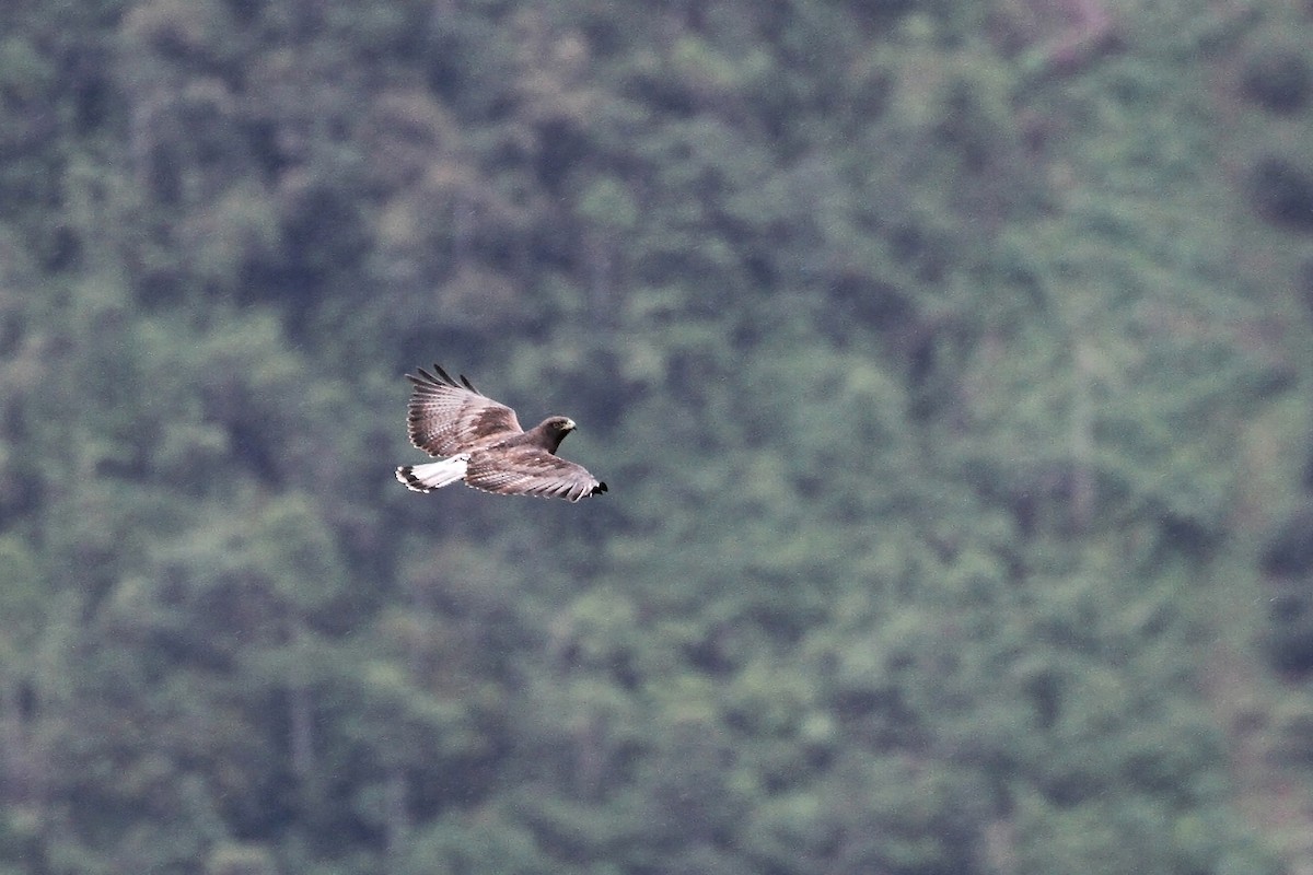 White-tailed Hawk - Eduardo Soler