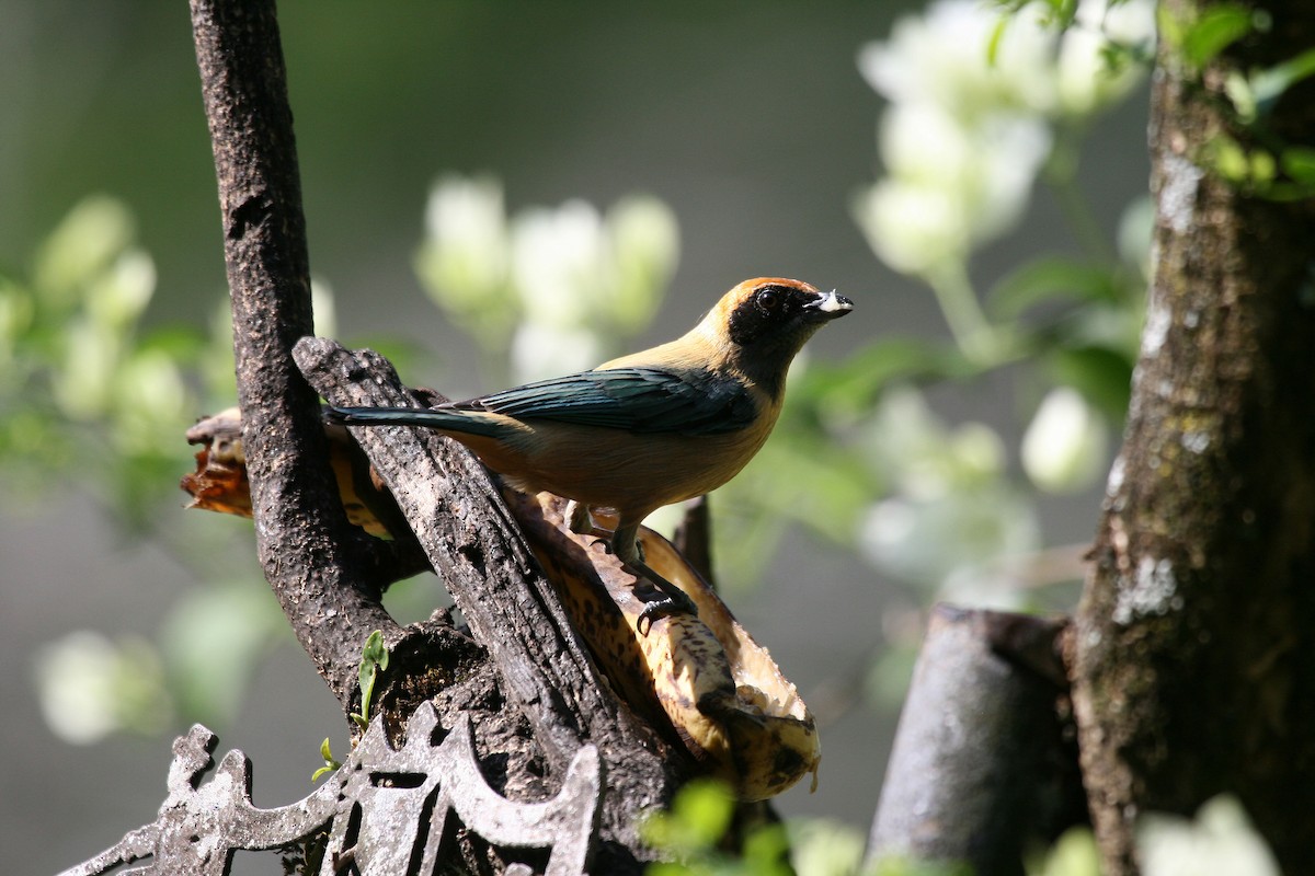 Burnished-buff Tanager (Rufous-crowned) - ML716768