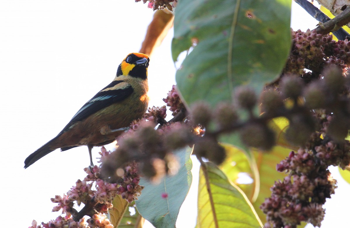 Flame-faced Tanager (Yellow-faced) - ML716775