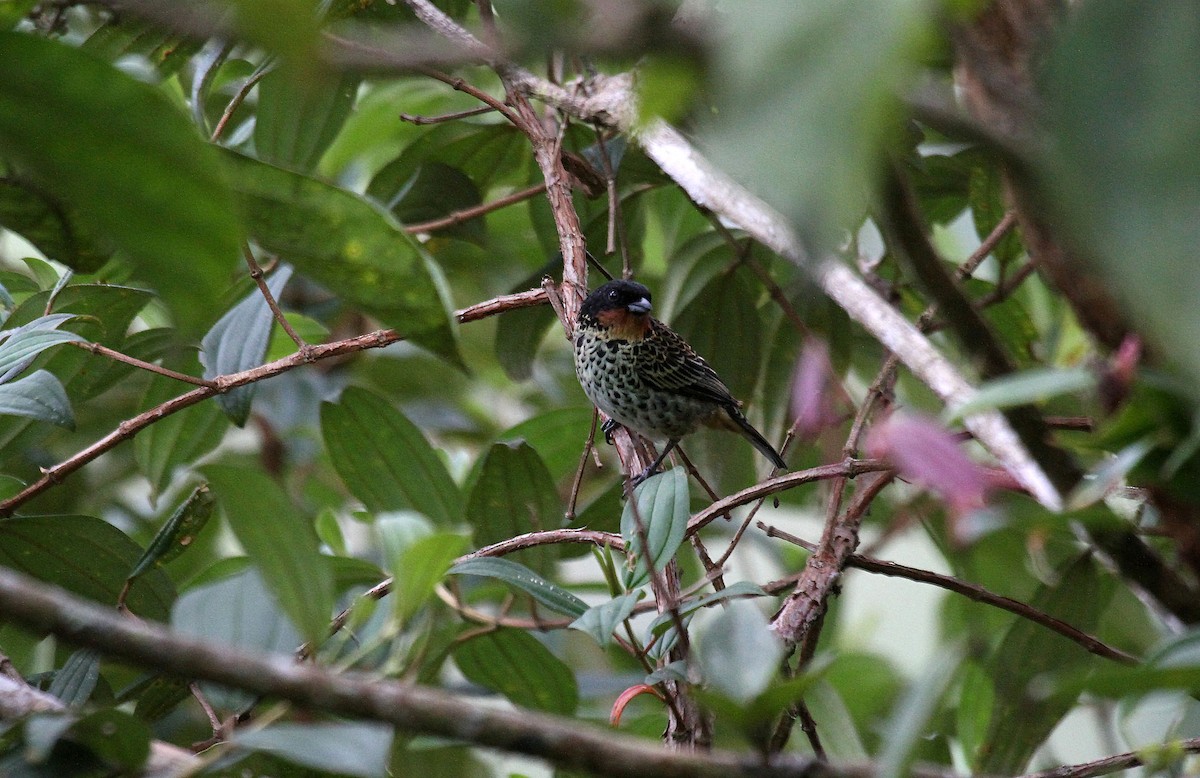 Rufous-throated Tanager - ML716778