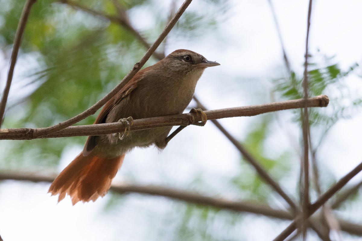 Rusty-backed Spinetail - ML71680371