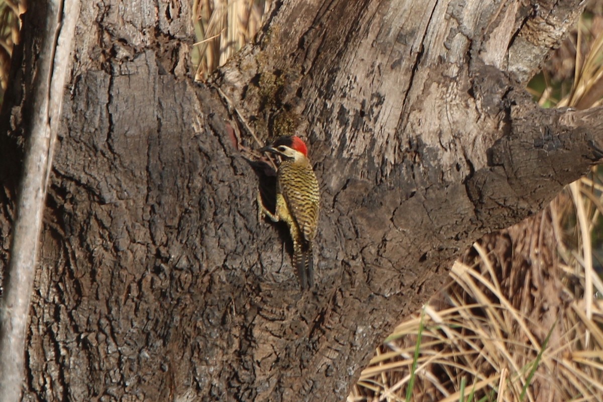 Spot-breasted Woodpecker - ML71680641