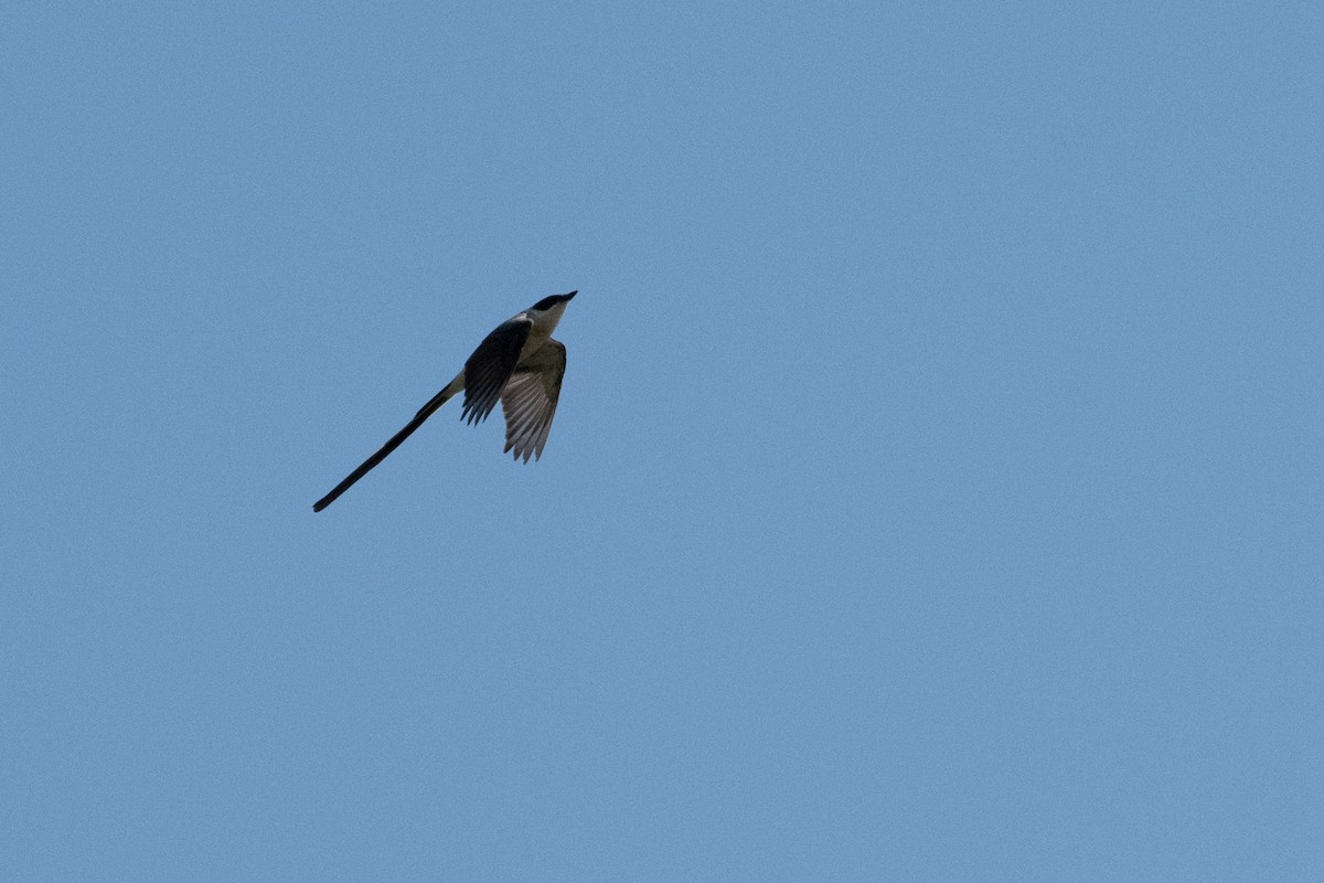 Fork-tailed Flycatcher - Flavio Moraes