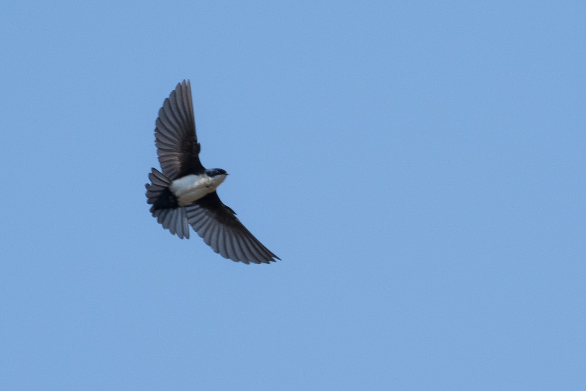 Blue-and-white Swallow - ML71680921