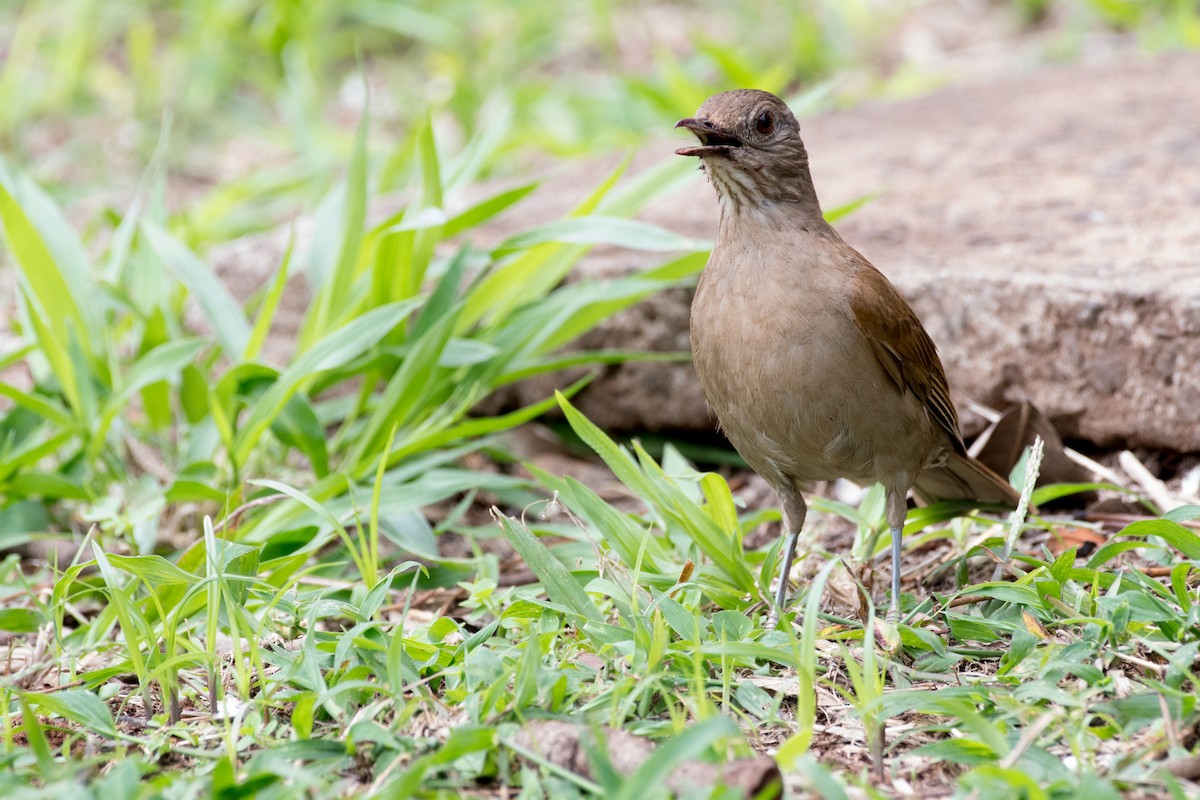 Pale-breasted Thrush - ML71680971